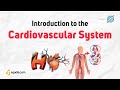 Introduction to the Cardiovascular System Physiology | Medical Student Overview