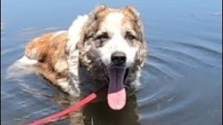 До слёз!/Старенький и  больной алабай Граф дожил до лета/Любимое купание в озере