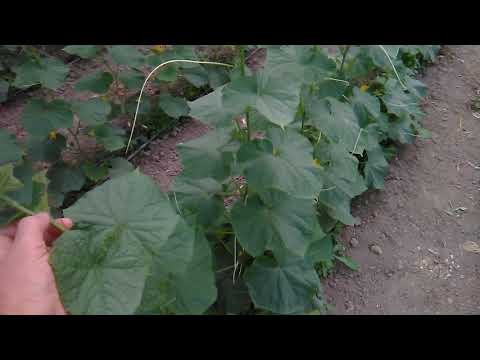 Video: Cum Să Crești O Recoltă Bună De Castraveți