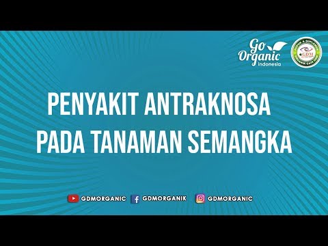 Video: Mengobati Antraknosa Semangka - Cara Mengatasi Antraknosa Semangka