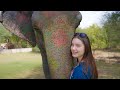 I took care of an elephant in jaipur