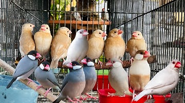 Java Sparrow Mutation All Variety of Fawn, White, and Silver Java Birds
