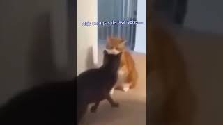 Le mainecoon de ses m....