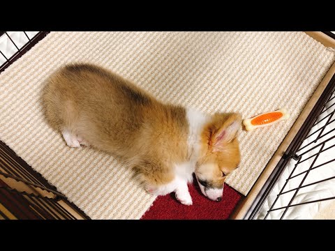 初めて我が家に来た、生後4ヶ月の子犬時代が可愛すぎた…【コーギーお迎え】