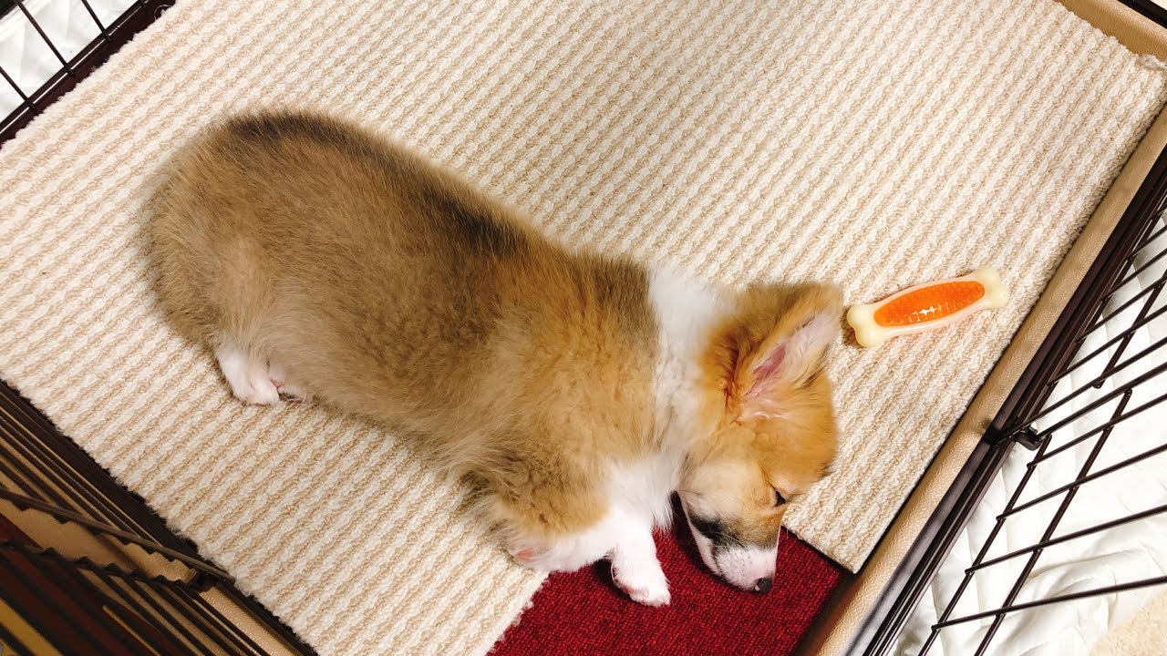 初めて我が家に来た、生後4ヶ月の子犬時代が可愛すぎた…【コーギーお迎え】