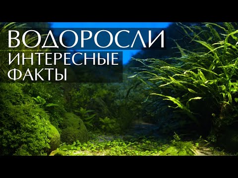 Видео: Все ли цветки водорослей вредны?