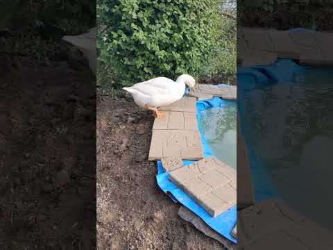 17:42 #winterbirds #goose #animals #birds #winter #funny #rabbit #животные