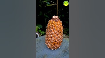 Painapple Experiment🍍😱| M4tech|#shorts #sufailsvibes #youtubeshorts #m4tech #viral #experiment