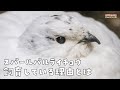 【スバールバルライチョウ】飼育している理由とは