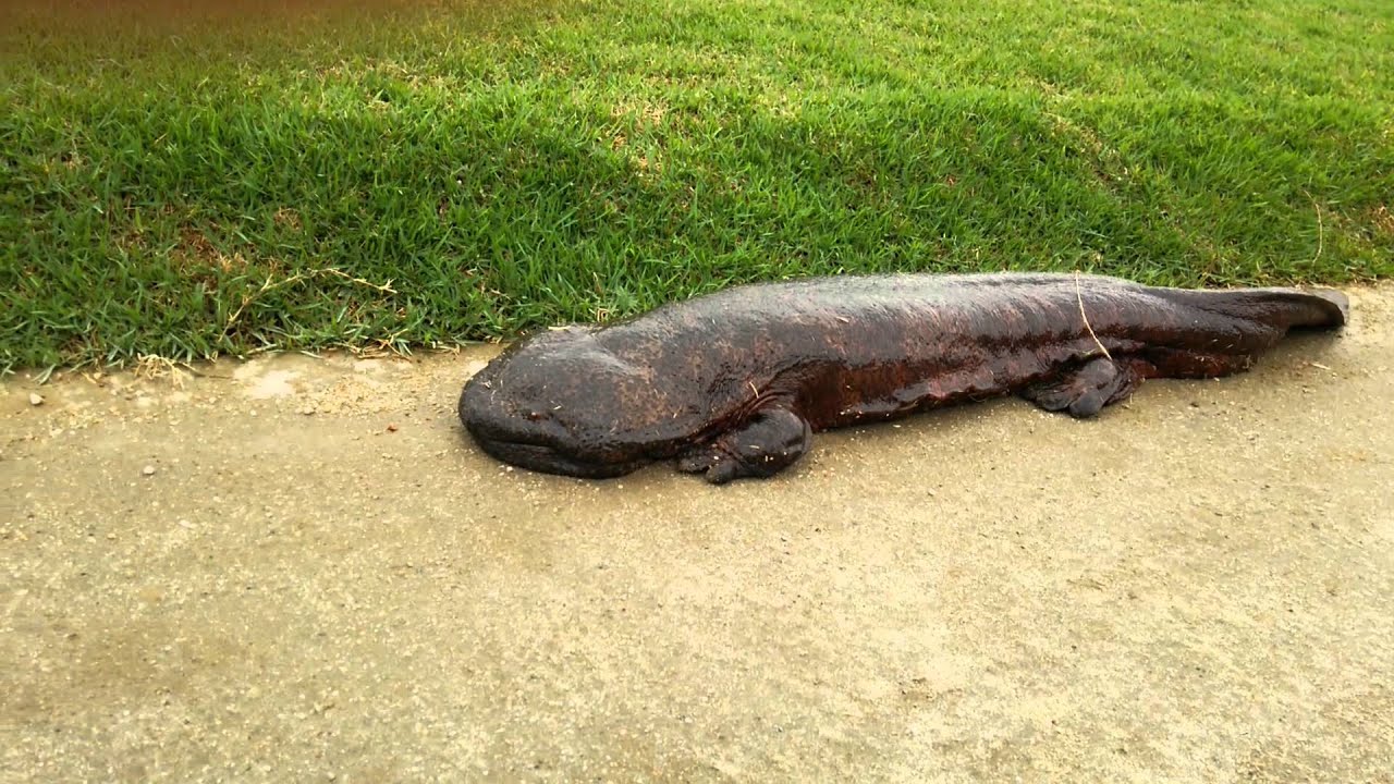 鴨川にオオサンショウウオ２ Giant Salamander In Kamo River Kyoto Japan Youtube