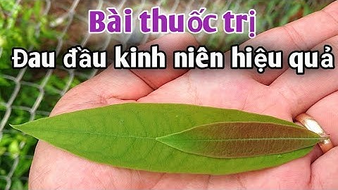 Bài thuốc trị Đau đầu kinh niên, trị thiếu máu não, rối loạn tiền đình, Viêm Xoang. PHAN HẢI Channel