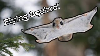 Flying Squirrels: The Fascinating Creatures That Can Actually Fly by Nature's Creatures 1,260 views 8 months ago 2 minutes, 46 seconds