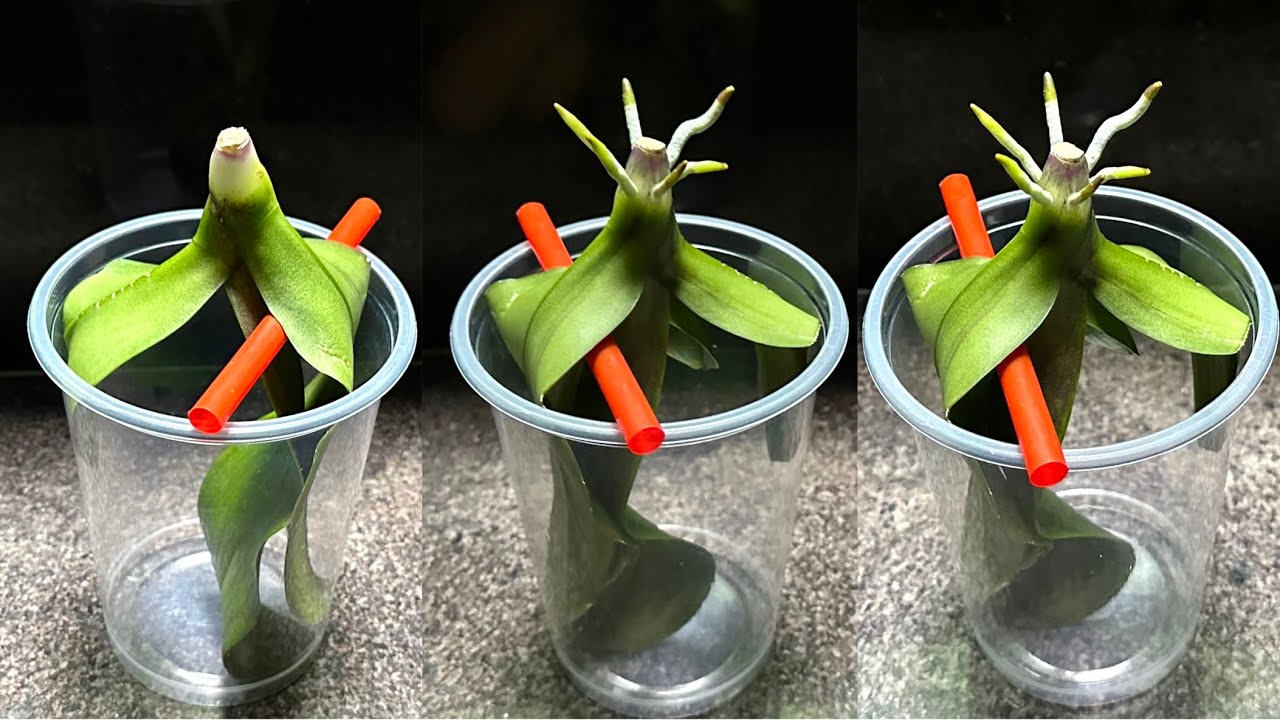 Только этот! Орхидея сразу укореняется и цветет круглый год.