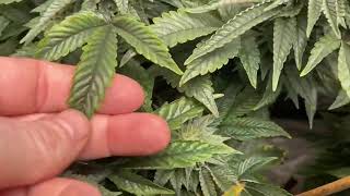 West Coast Croppers Mars Hydro Grow Journal FC3000 JOTI God’s Mac & God’s Pink week 7 flower TNB!