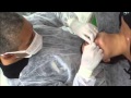 Ronaldo sampaio snoopy piercing using hooked precision needles  painfulpleasurescom
