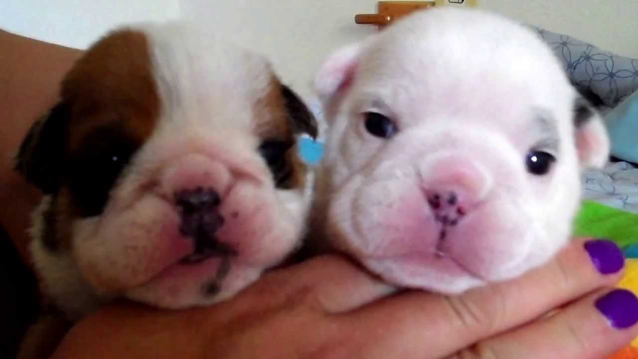 English bulldogs female Babies for sale 786-206-9330 - YouTube