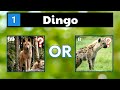 Can You Name These Animals That Start With D? - Animals Quiz