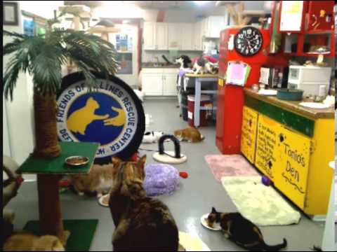 cage free vs organic eggs Morning Time with tour and new kitties 2-24-13