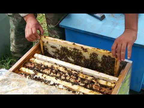 ვიდეო ✓48 ფუტკრის ოჯახების გაყოფა და დაობლება მეორე ვიდეო ამ თემაზე.