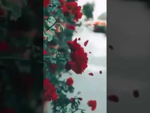 صـبـاحـكـم عـسـل صـبـاحـو اكـيـ نايمين مارح ازعجكم صـبـاحـكـم عـسـل صـبـاحـو اكـيـ نايمين مارح ازعجكم