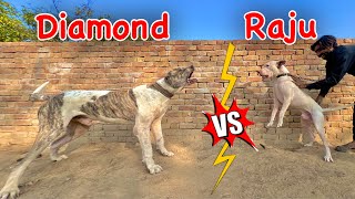Diamond VS Raju Power Compitition 😳|| Talha Ghouri || Zain Ul Abideen || Punjabi Shok Vlogs by Zain Ul Abideen 9,344 views 4 months ago 6 minutes, 22 seconds