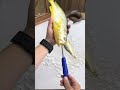 Kanama Smart Bait - Still using dead bait? Revive it. Hook monsters.