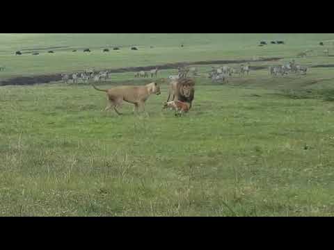 Dog chasing lions - YouTube