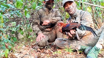 Bẫy gà rừng mới nhất mồi tơ lần đầu tập rừng và Cái kết | Hoàng Thắng