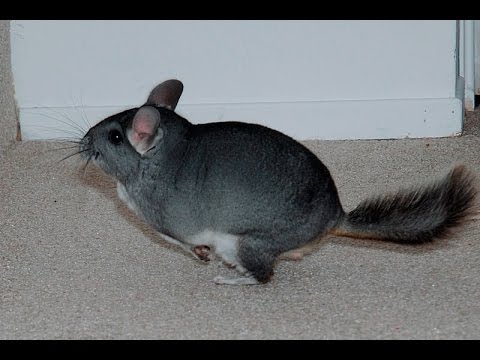 chinchilla-jumping-and-running-fast!-chinchilla-play-time.-funny-animals-compilation.