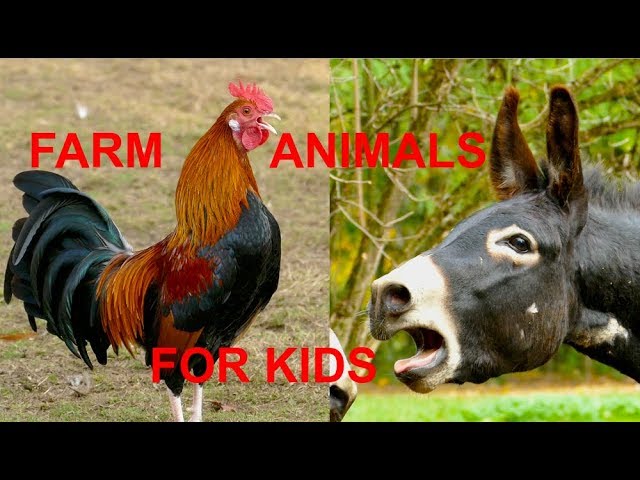 Die besten Tierstimmen für Kinder - FARM ANIMAL SOUNDS FOR KIDS -  Sonidos de animales de la granja class=
