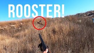 Pheasant Hunting in Kansas