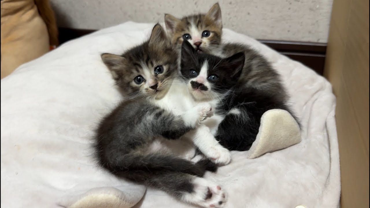 Kitten Name Reveal Livestream - YouTube