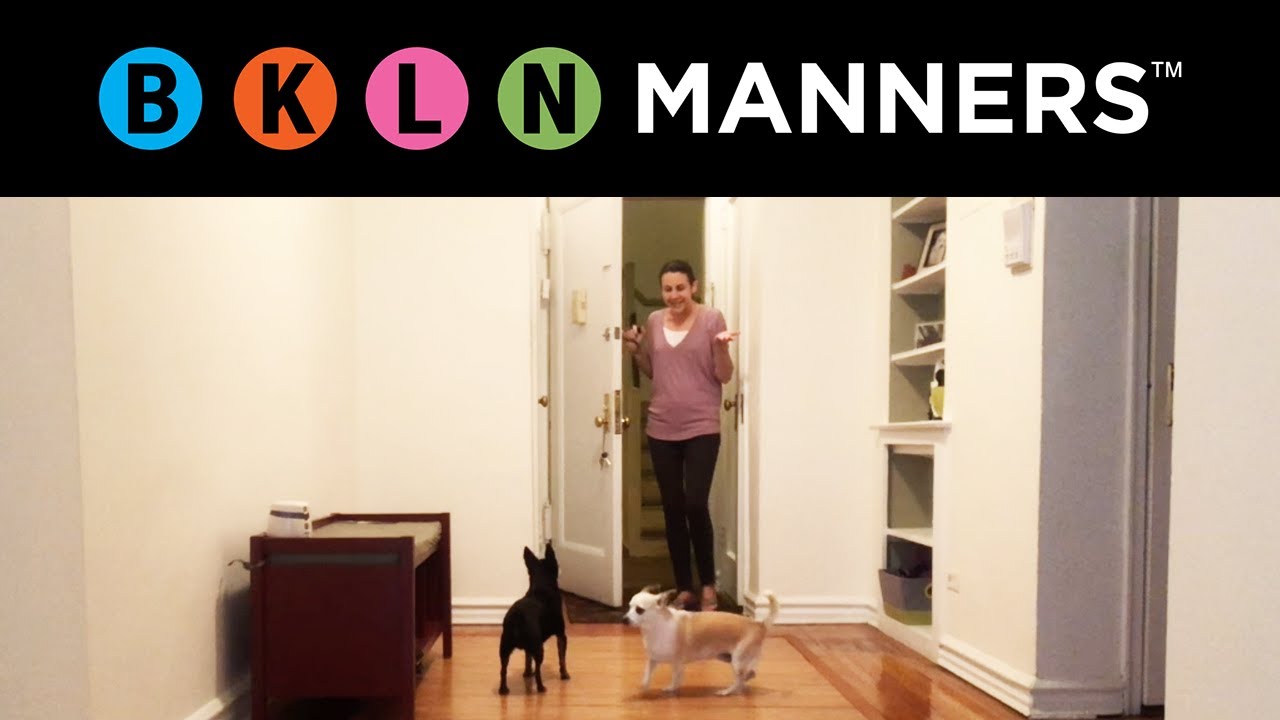 How to Stop Your Dog's Barking at the Doorbell YouTube