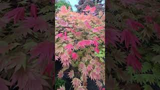 INCREDIBLE MOONRISE JAPANESE MAPLE -- AMAZING MAPLES