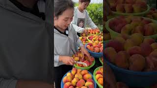Agriculture Village Fresh Fruit #1154