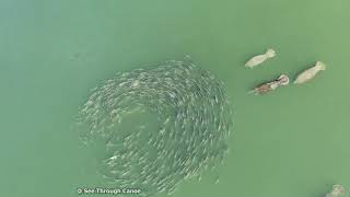 Manatees Checking Out A Big School of Circling Fish