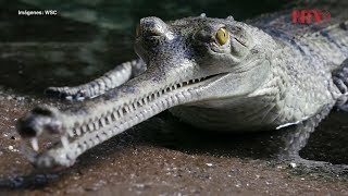 Podrían salvar de extinción a cocodrilo gavial, unas 100 crías en Nepal -  YouTube