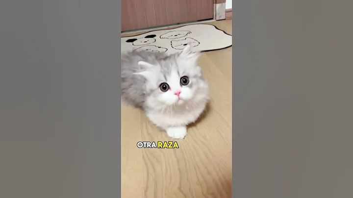 Video 11175441: munchkin cat animals, little munchkin cat, gato munchkin