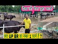 देख लो मेरा पूरा फार्म,See my complete form...Maa Dairy Farm Lucknow