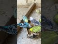 #viral #birds #video #pets #youtubeshorts #cockatiel #parrot #viralvideo #shortvideo