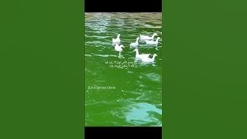 ﴿ رَبَّنَا إِنَّكَ جَامِعُ النَّاسِ لِيَوْمٍ لَّا رَيْبَ فِيهِ ۚ﴾ تلاوه عبد الرحمن مسعد
