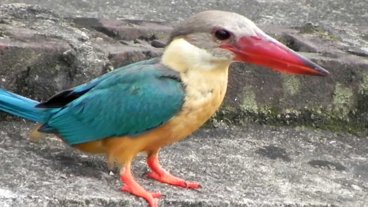 Stork-billed Kingfisher's evening snack. 