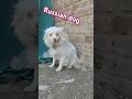 #pure#russian#dog# #caninetraining #1000subscriber 🔔