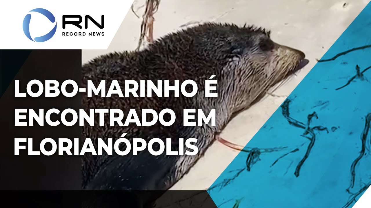 Lobo-Marinho é resgatado na praia dos Ingleses