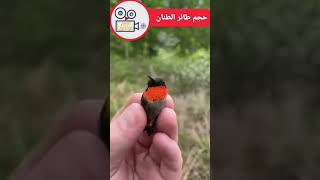 حجم طائر الطنان ؟