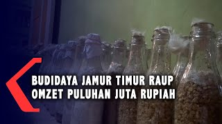 Budidaya Jamur Tiram Raup Omzet Puluhan Juta Rupiah