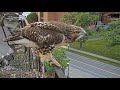 An Evening Visit by Young Red-tailed Hawk "O1" | #CornellHawks | July 9, 2025