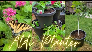 Planting up my new ALDI stackable planter + Enchanted  Forest haul