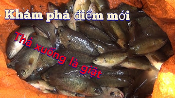 câu cá rô ,khám phá điểm mới câu được một giỏ| GÒ CÔNG TV