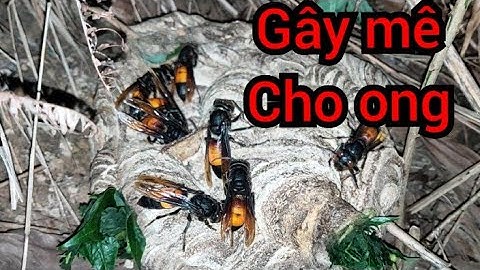 Cách gây mê cho ong vò vẽ để bắt về nuôi đơn giản